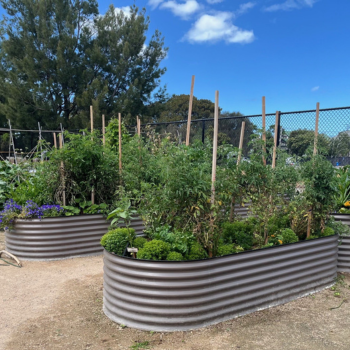 Three large oval corrugated metal raised garden beds planted with tomatoes, herbs and flowering plants under a bright blue sky
